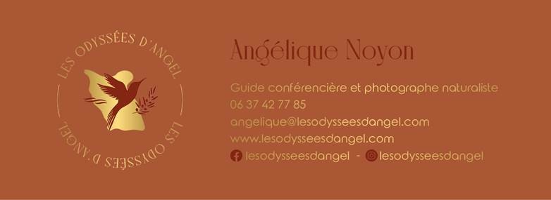 Les odysees d'angel