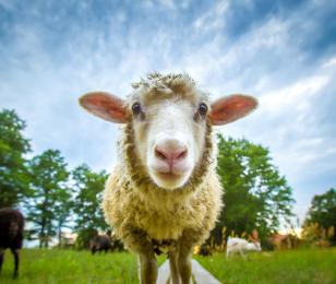 mouton bloc actu